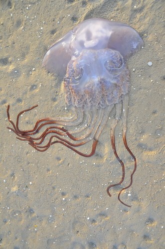 Rhizostoma luteum (Rhizostoma luteum)