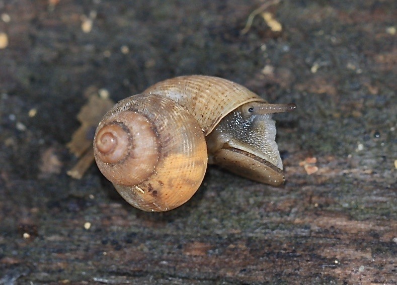 Round-mouthed snail (Pomatias elegans)