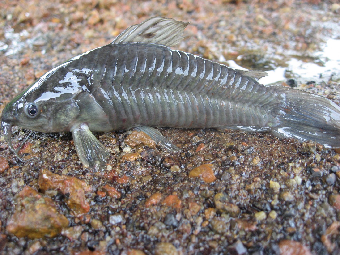 Cascarudo (Hoplosternum littorale)