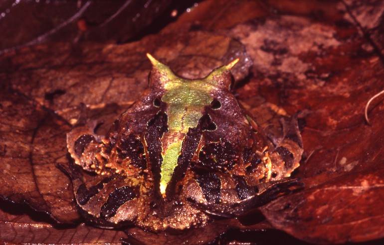South american horned frogs (Ceratophrys)
