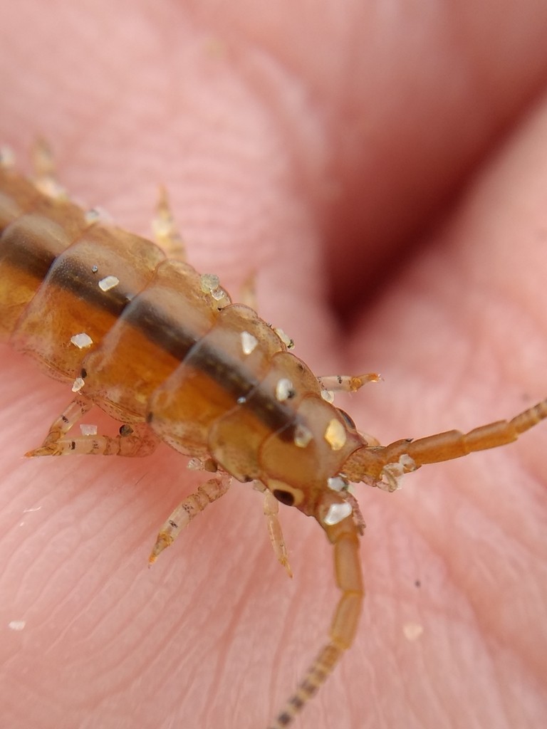 Eelgrass isopod (Pentidotea resecata)