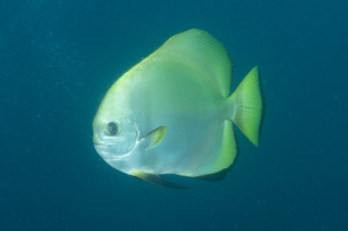 Batfishes (Platax)