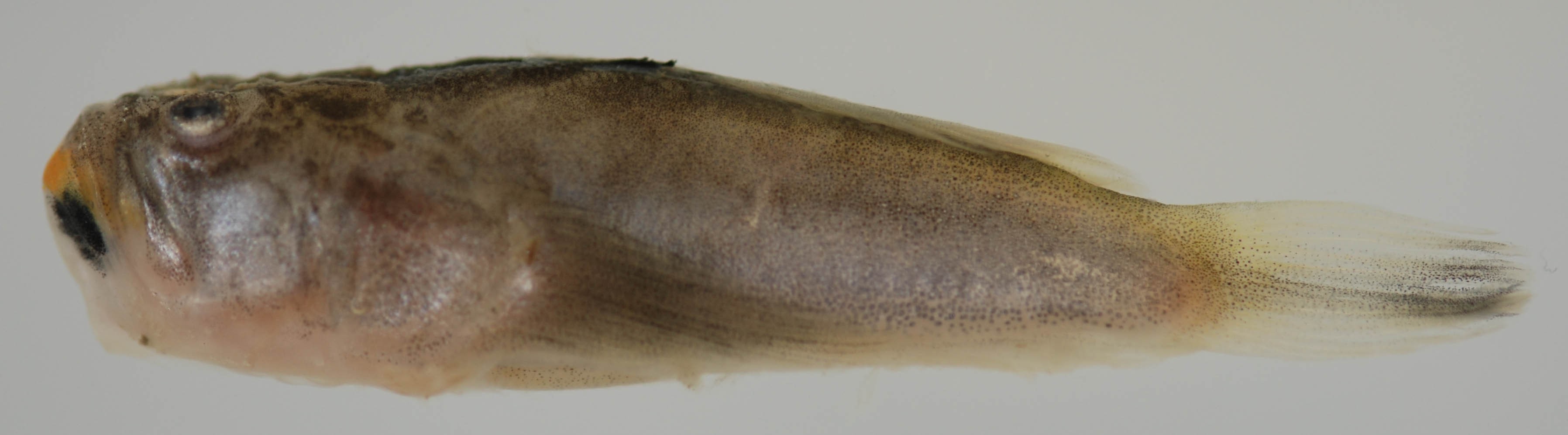Astroscopus (Astroscopus)