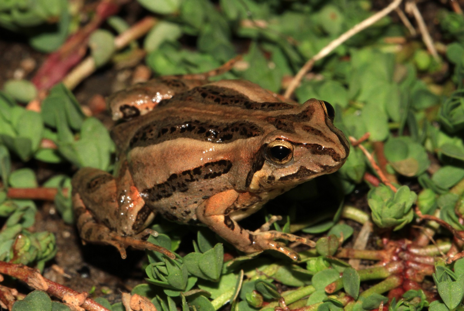 Ostaustralische fröschchen (Crinia signifera)