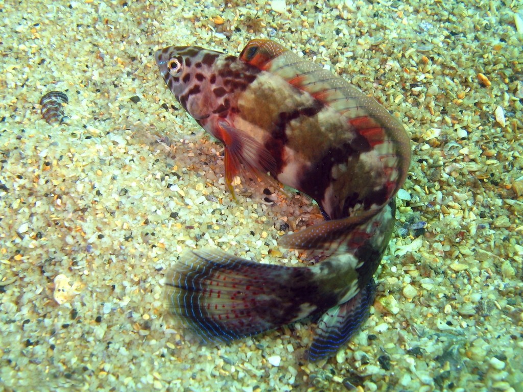 弓紋鸚隆頭魚 (Eupetrichthys angustipes)