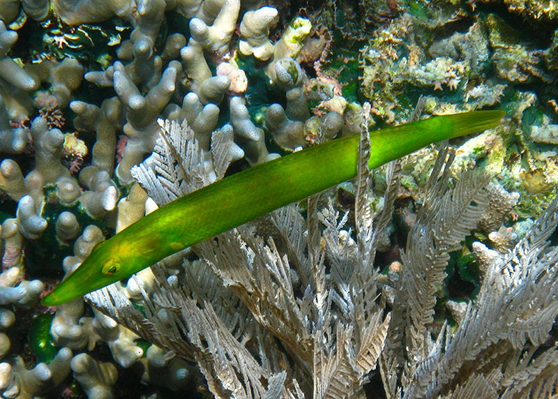 Julia larguirucha (Cheilio inermis)