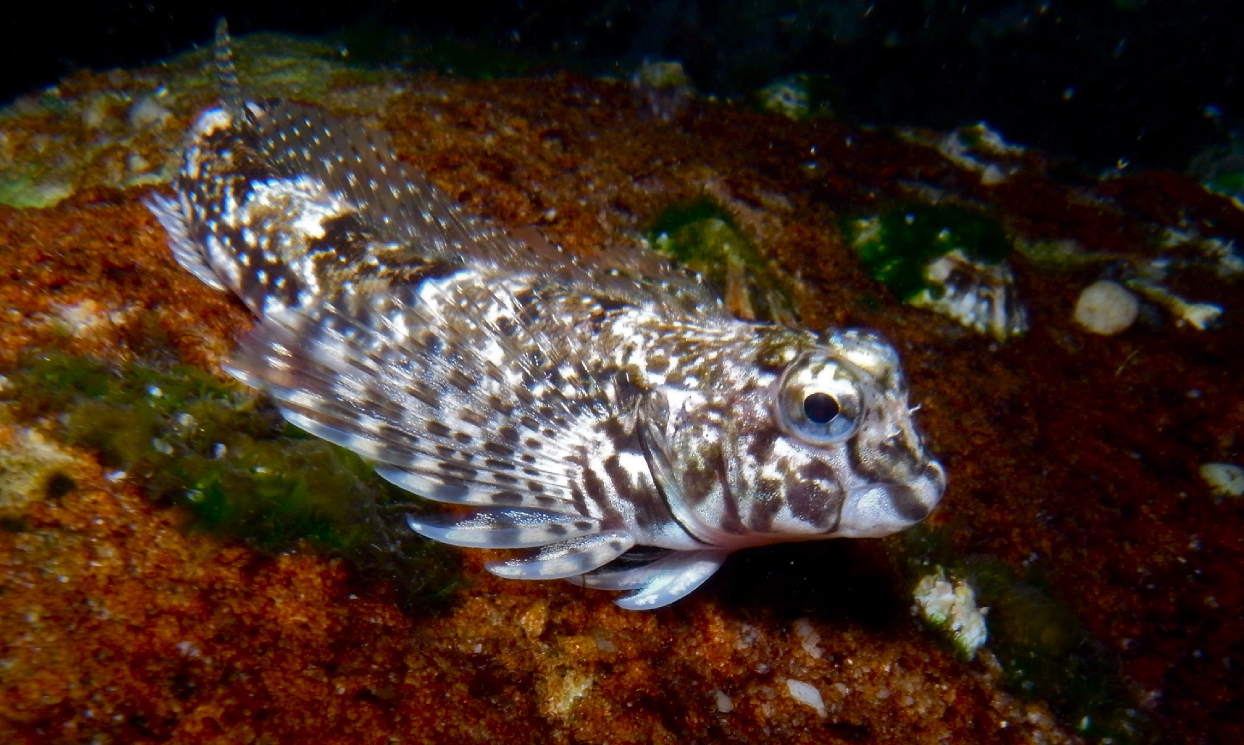 Lepidoblennius (Lepidoblennius)