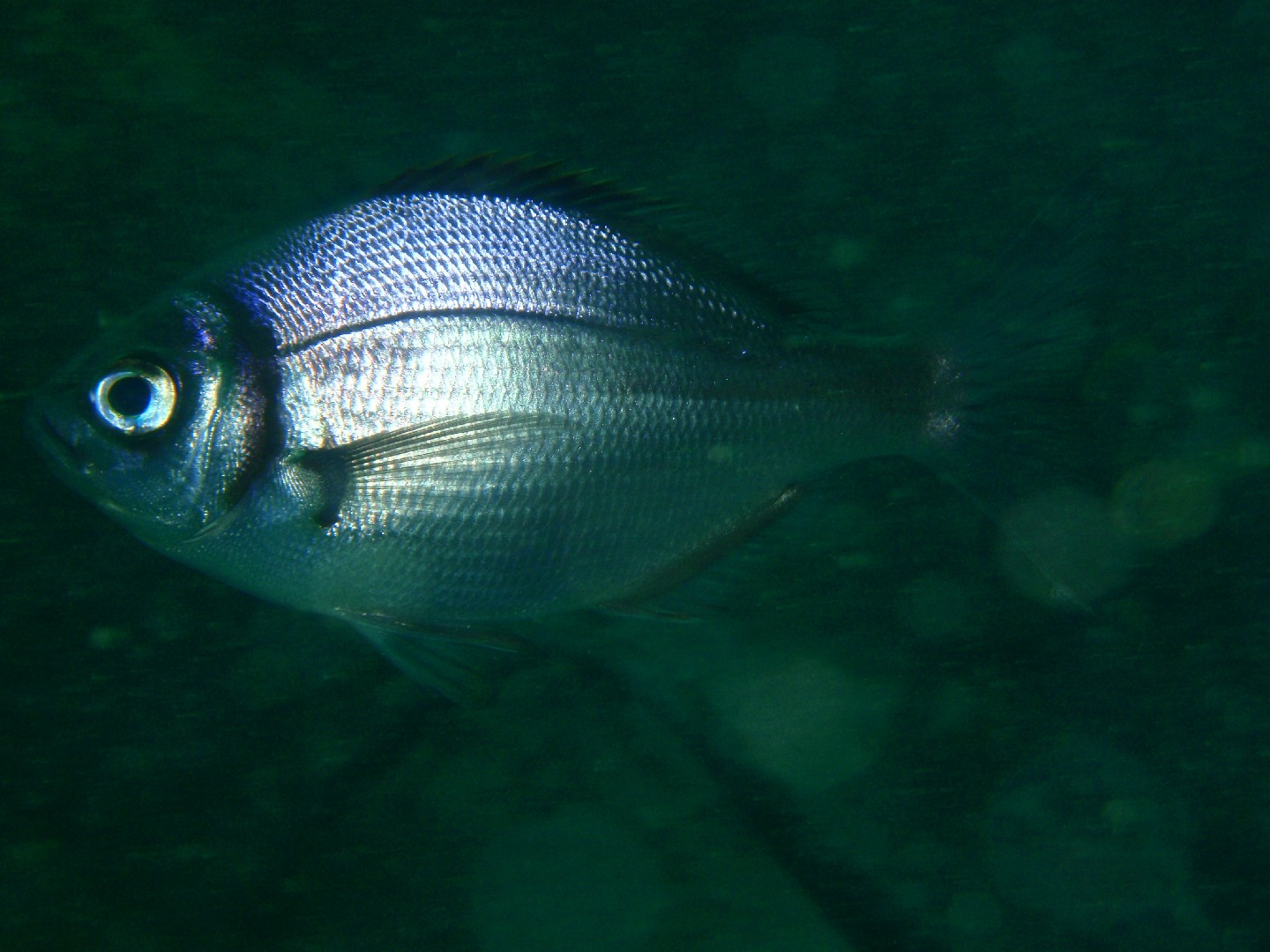 Meeresbrasse (Boopsoidea inornata)