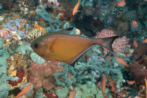 Pempheris (Pempheris)