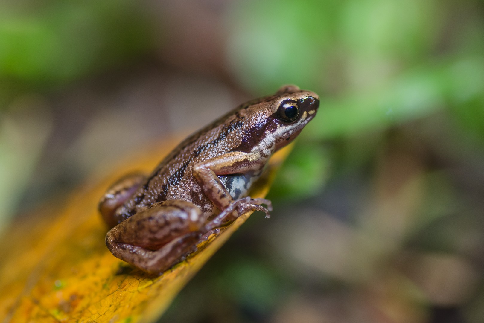 Microhylid frogs (Micryletta)