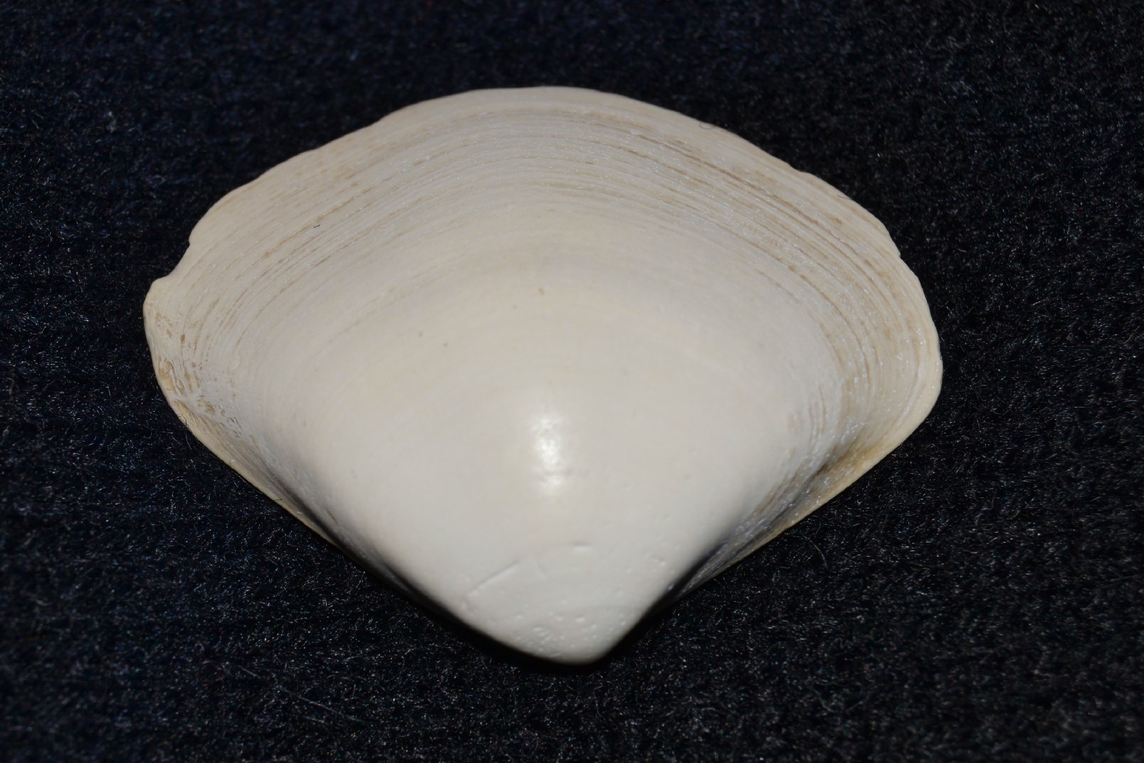 Atlantic surf clam (Spisula solidissima)