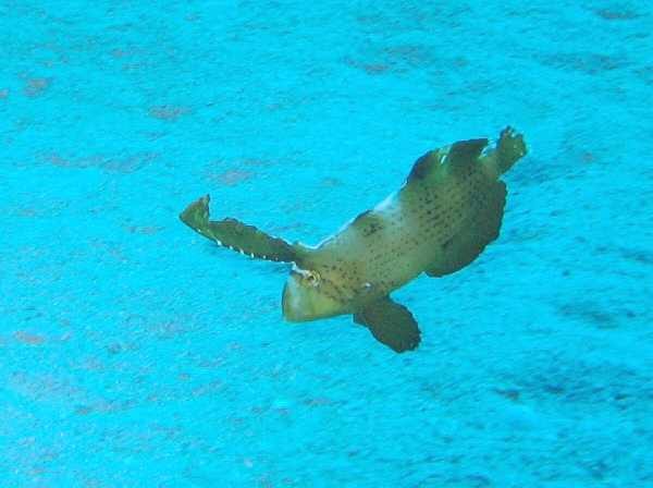 Peacock wrasse (Iniistius pavo)