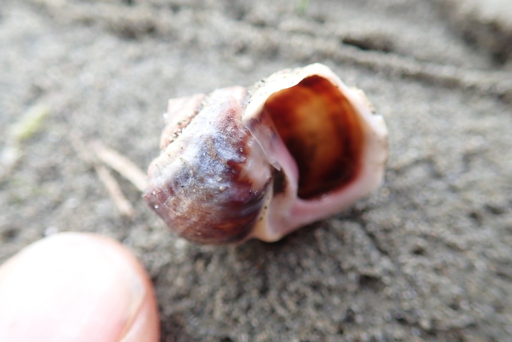 Amphibola crenata (Amphibola crenata)