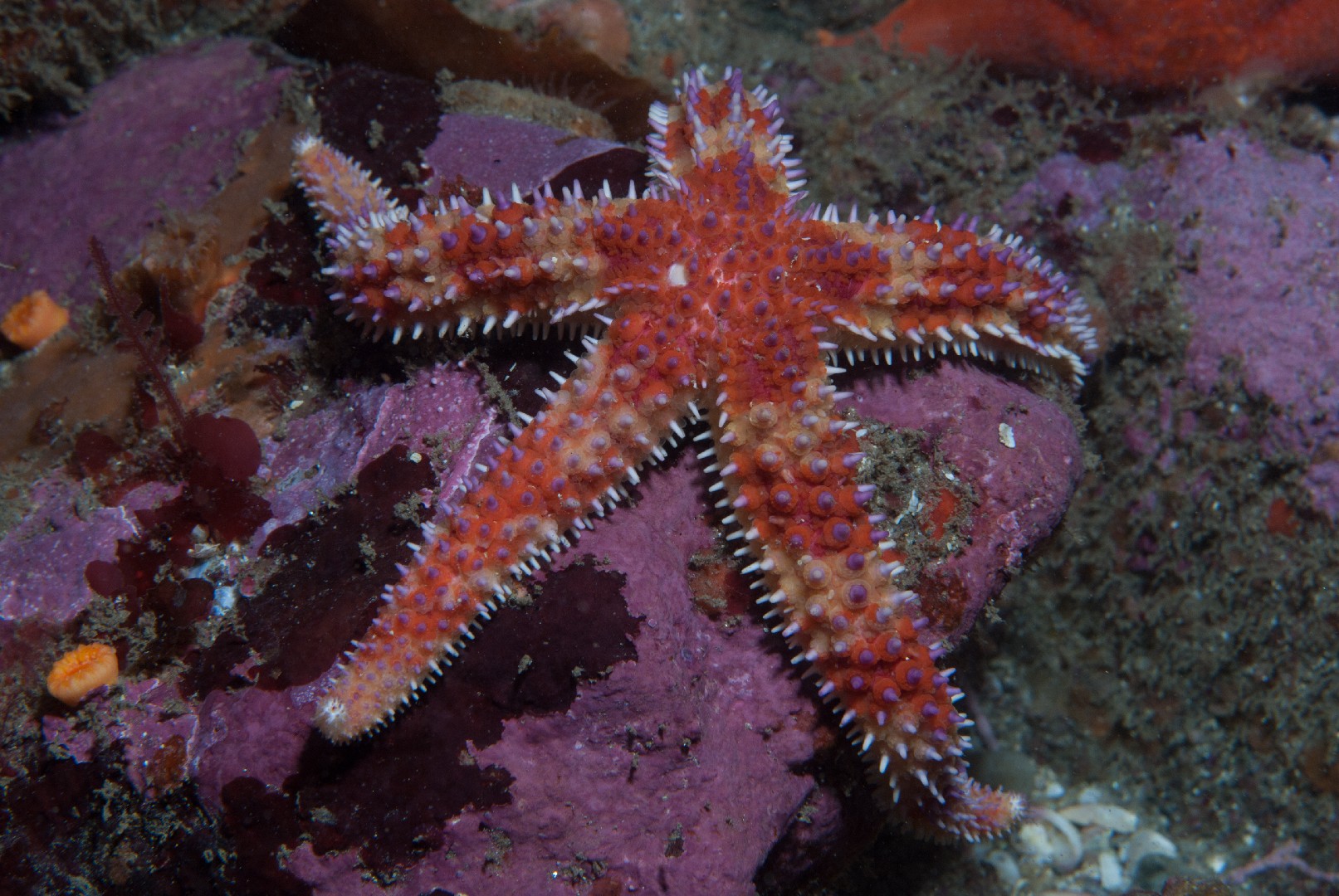 Rainbow star (Orthasterias koehleri)