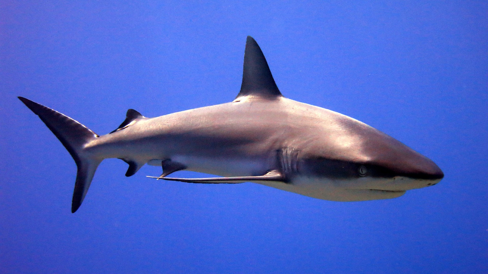 Темнопёрая серая акула (Carcharhinus amblyrhynchos) - Picture Fish