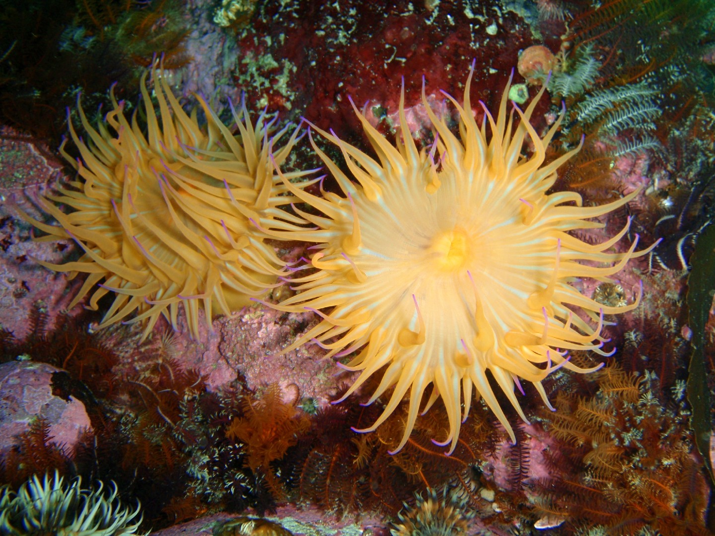 Striped anemone (Anthothoe chilensis)