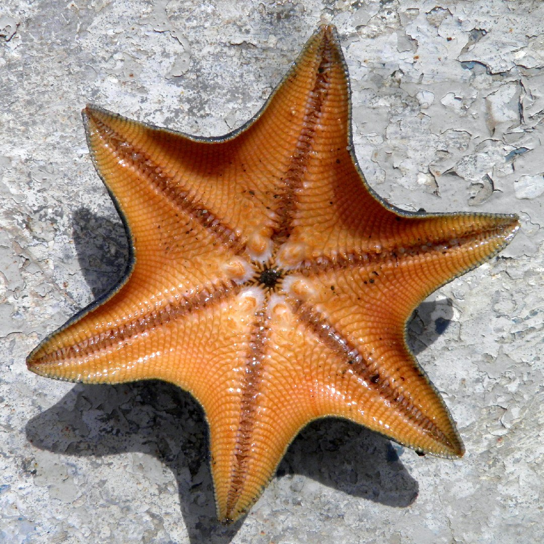 Blue bat star (Patiria pectinifera)