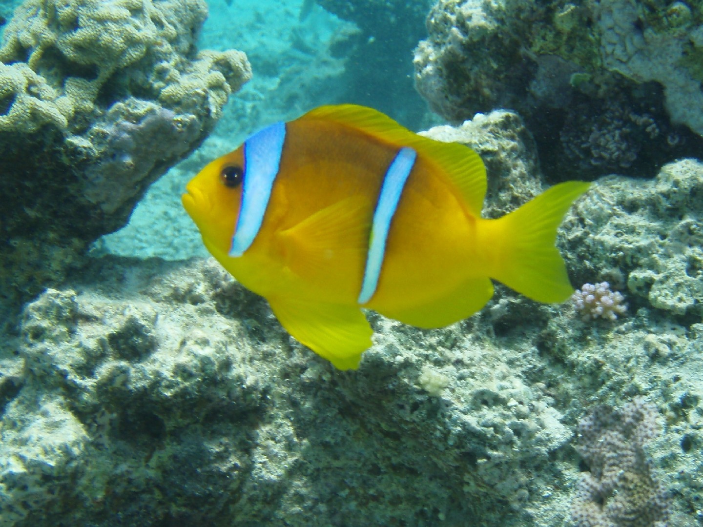 Poisson-clown à deux bandes (Amphiprion bicinctus)