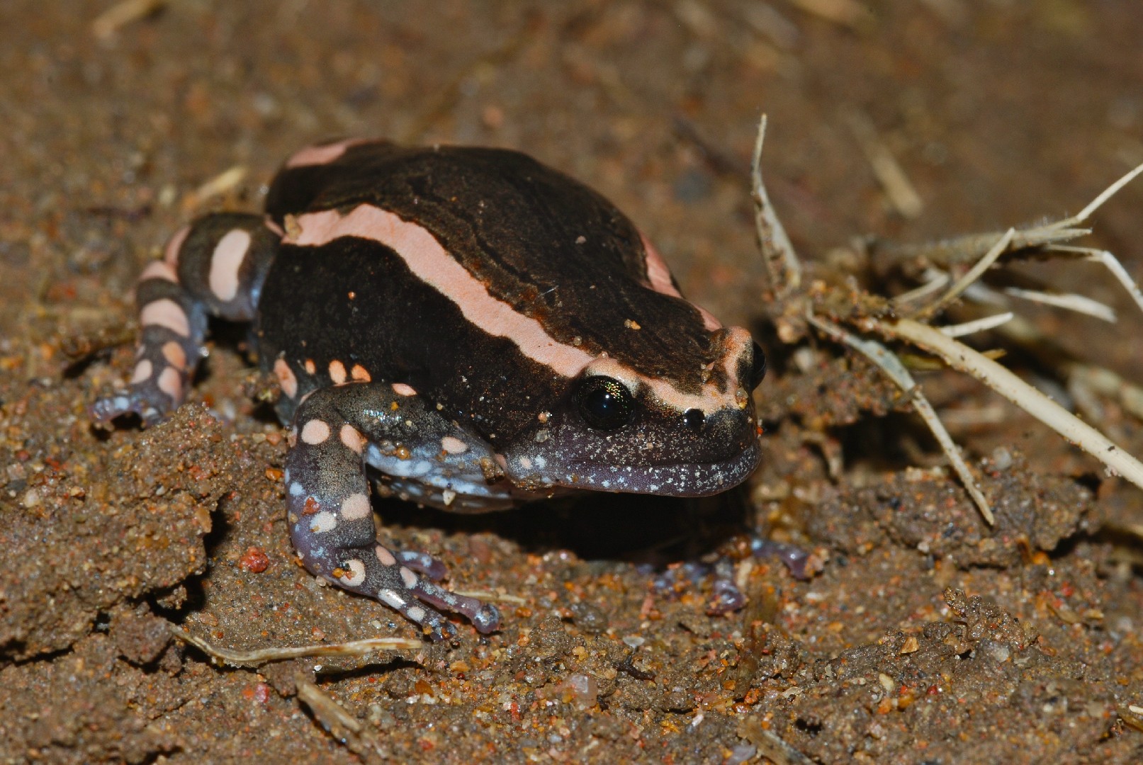 Rubber frogs (Phrynomantis)