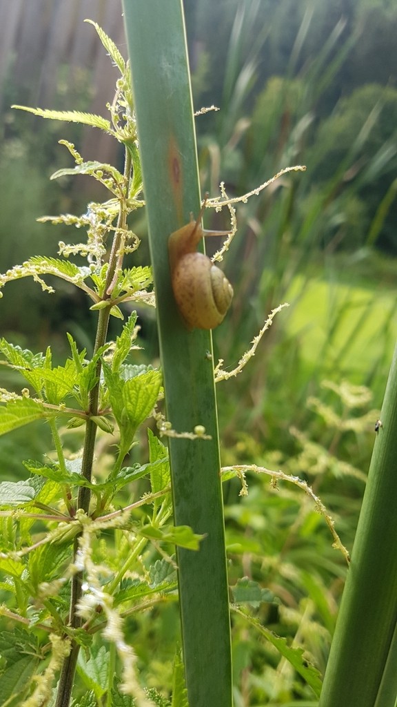 Fruticicola fruticum (Fruticicola fruticum)