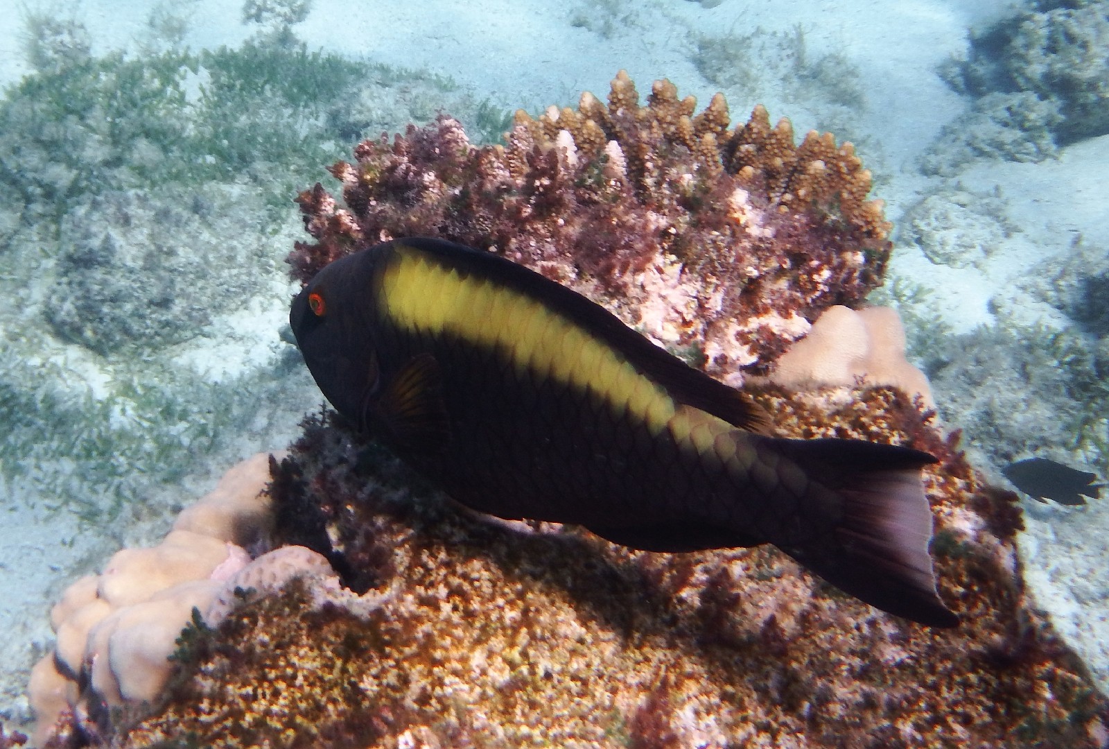 Cetoscarus (Cetoscarus)