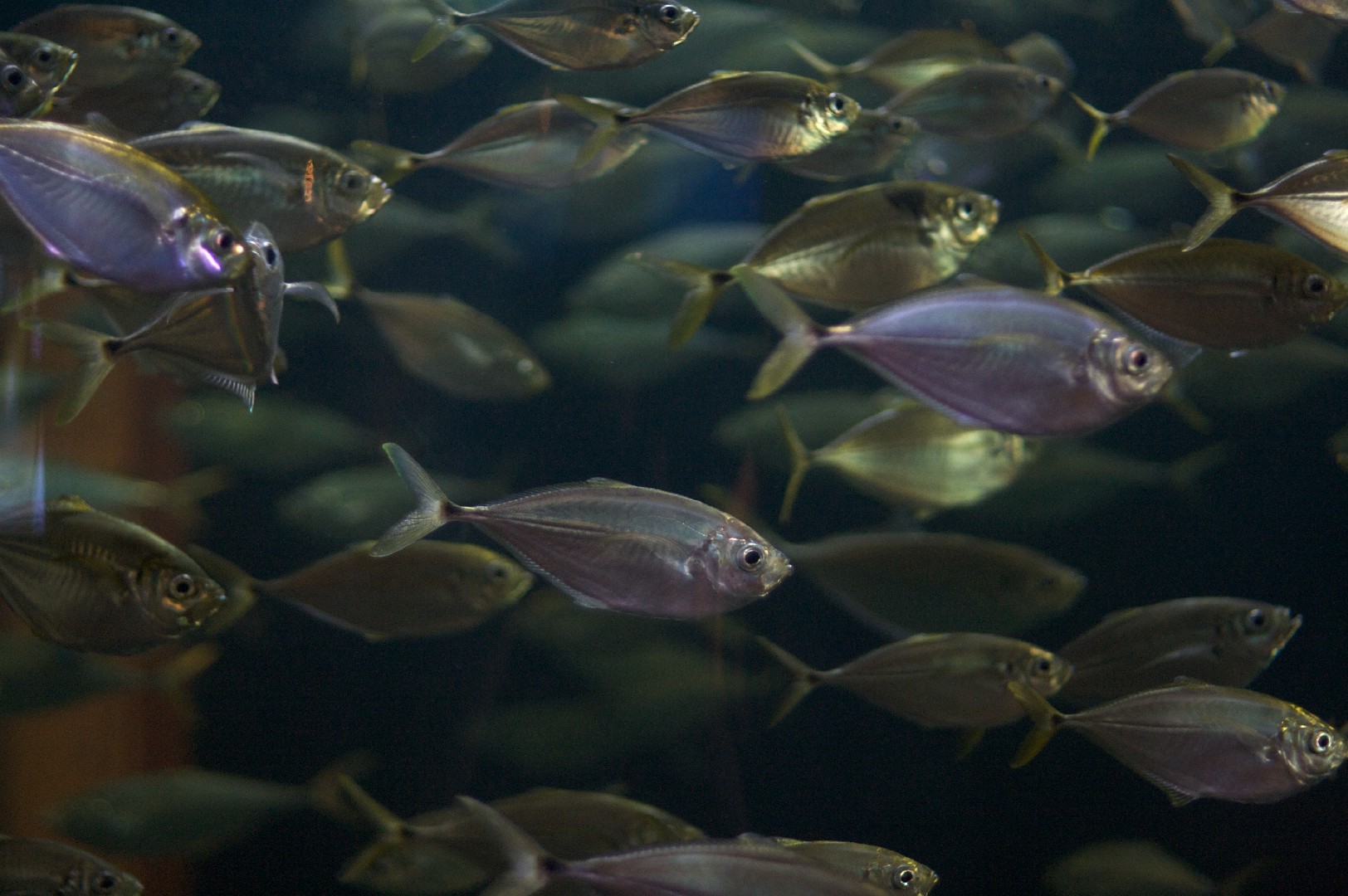 Atlantic bumper (Chloroscombrus chrysurus)