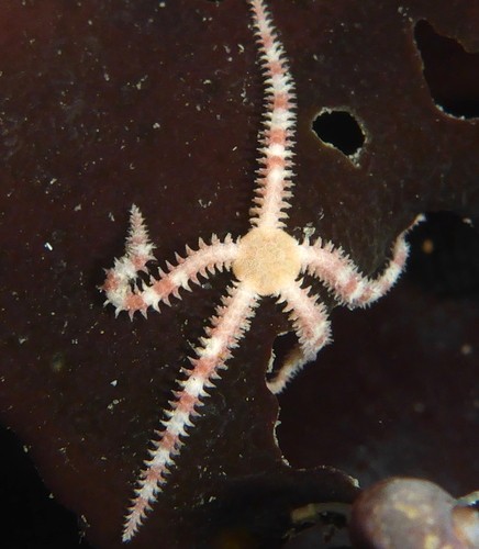 Crevice brittle star (Ophiopholis aculeata)