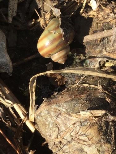 Banded mystery snail (Viviparus georgianus)