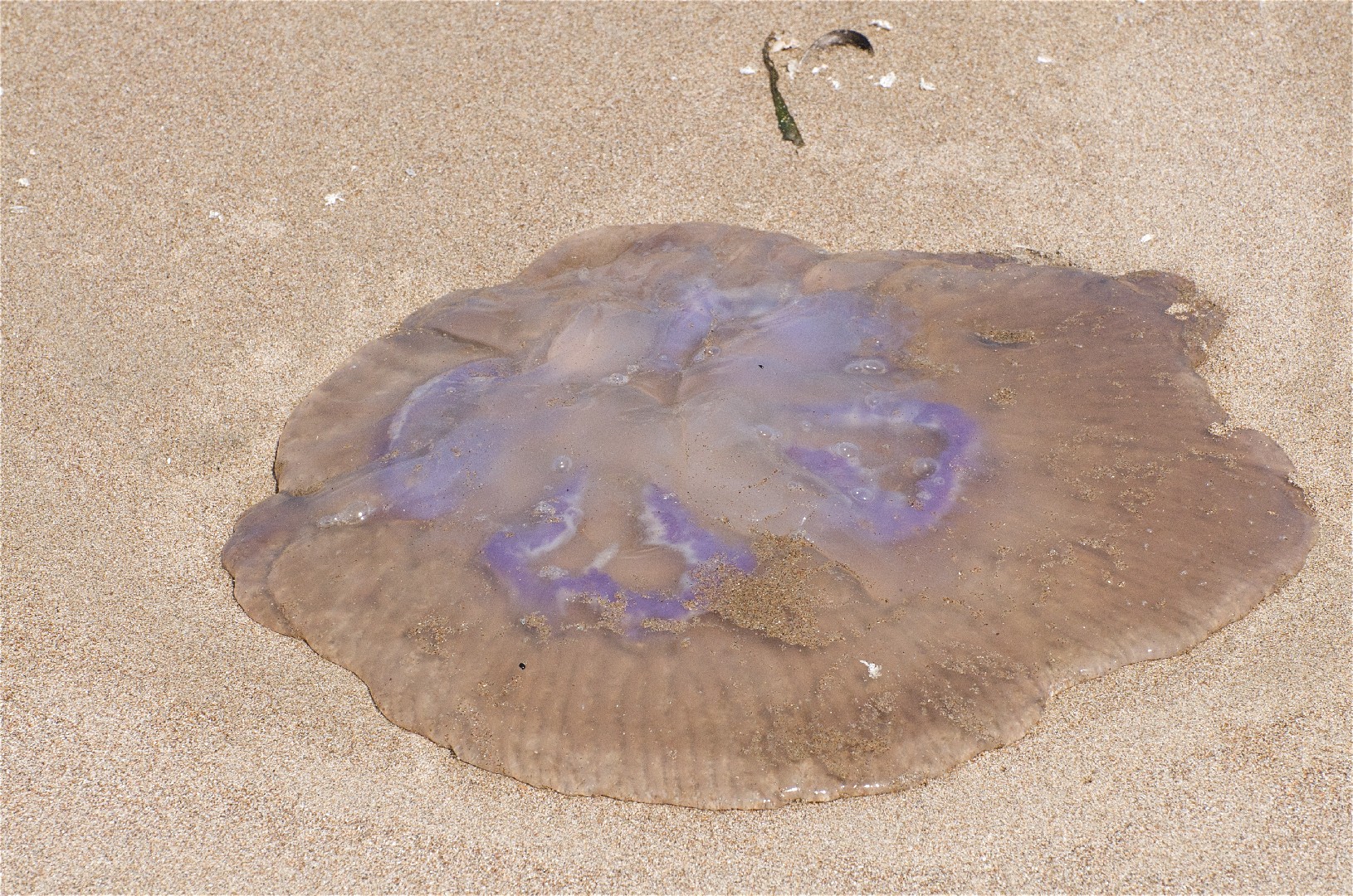 Medusa melena de león (Cyanea capillata)