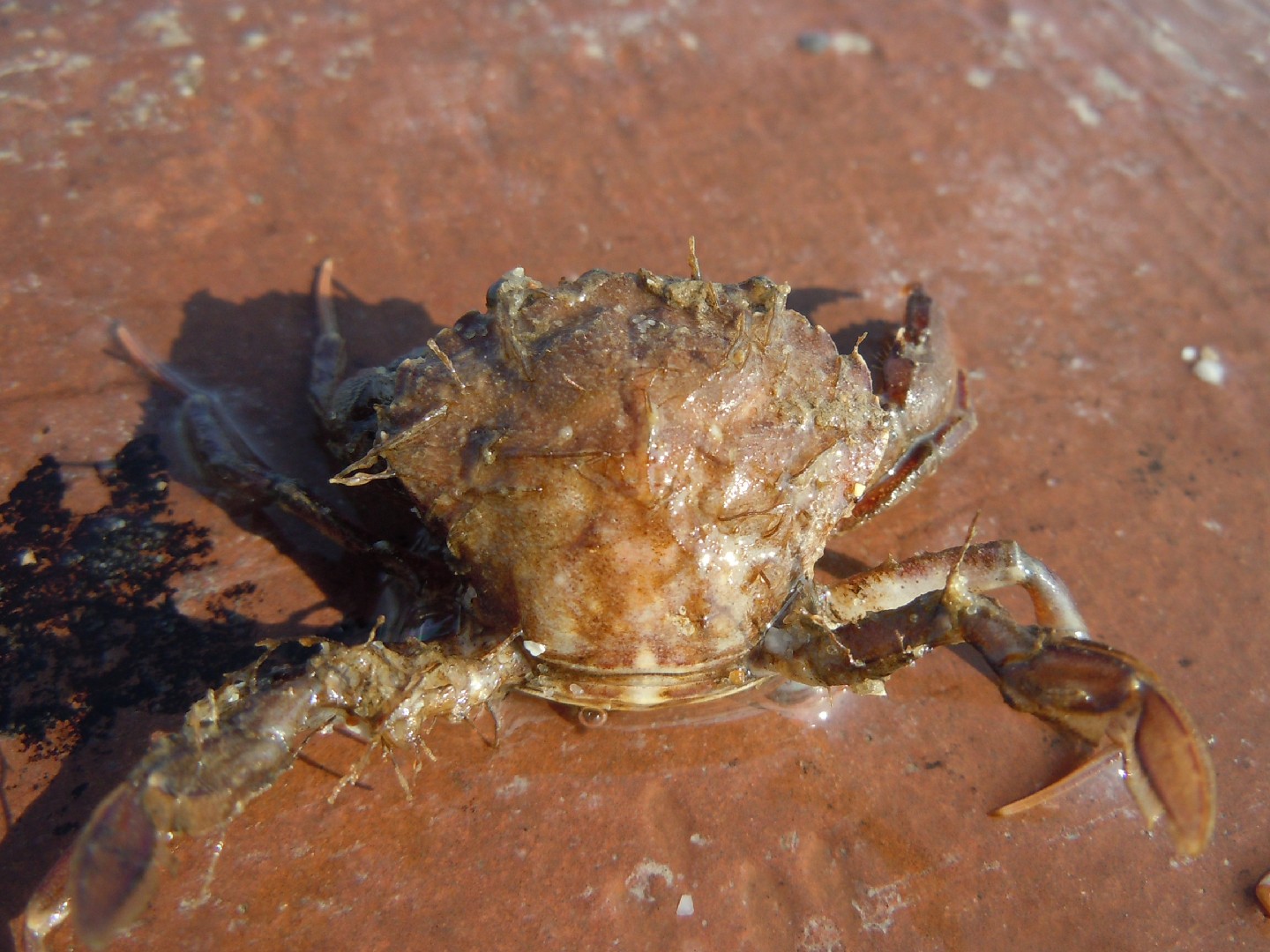 Mittelmeer strandkrabbe (Carcinus aestuarii)