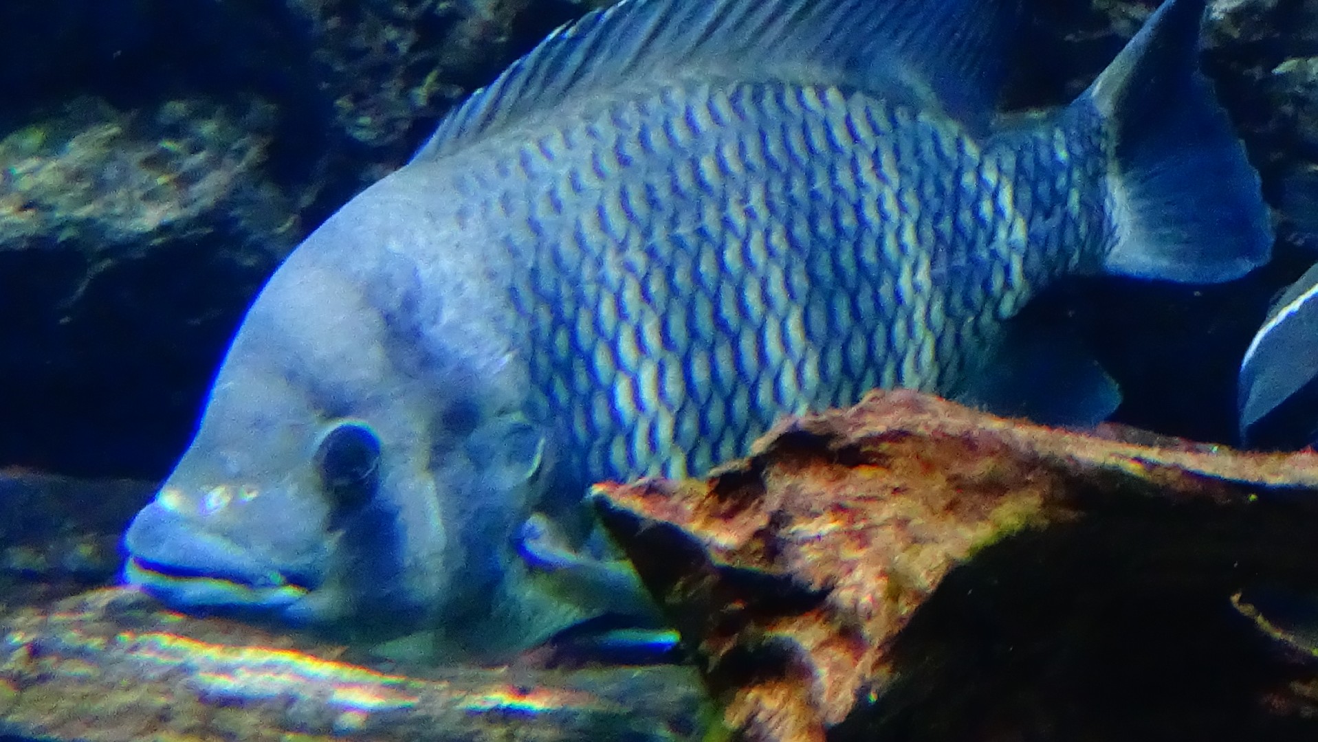 Tilapia cebra (Heterotilapia buttikoferi)