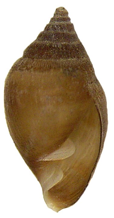 Myosotella (Myosotella)