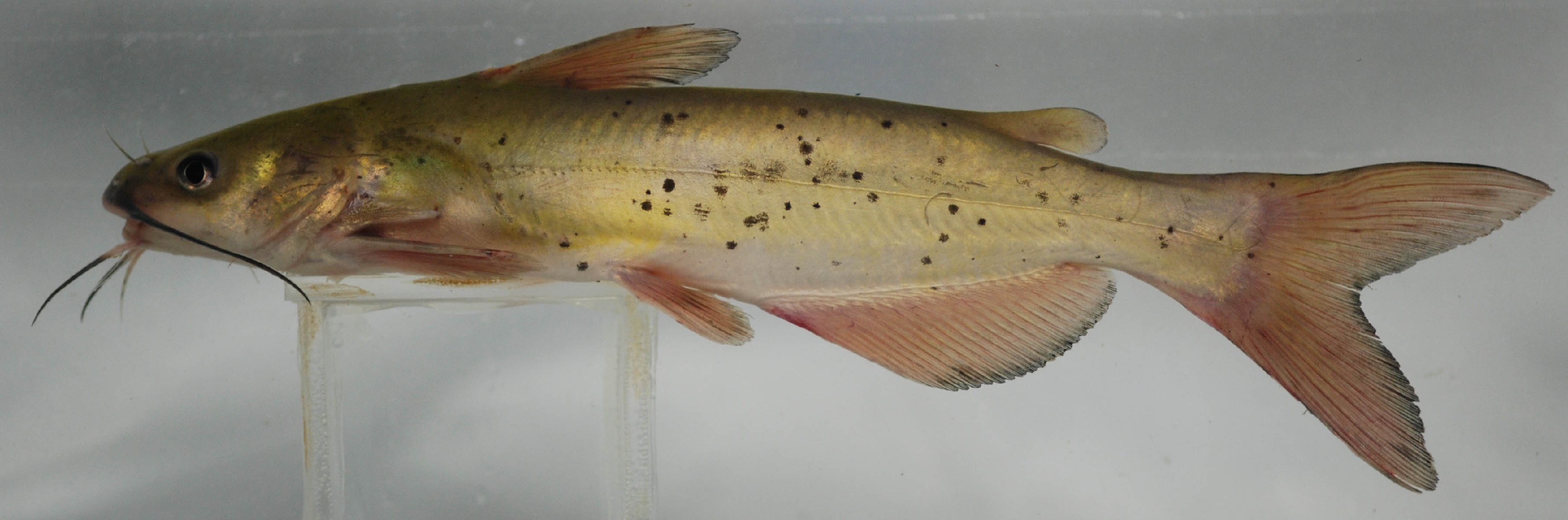 Getüpfelter Gabelwels (Ictalurus punctatus) - Picture Fish