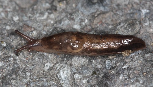 Deroceras reticulatum (Deroceras reticulatum) - Picture Fish