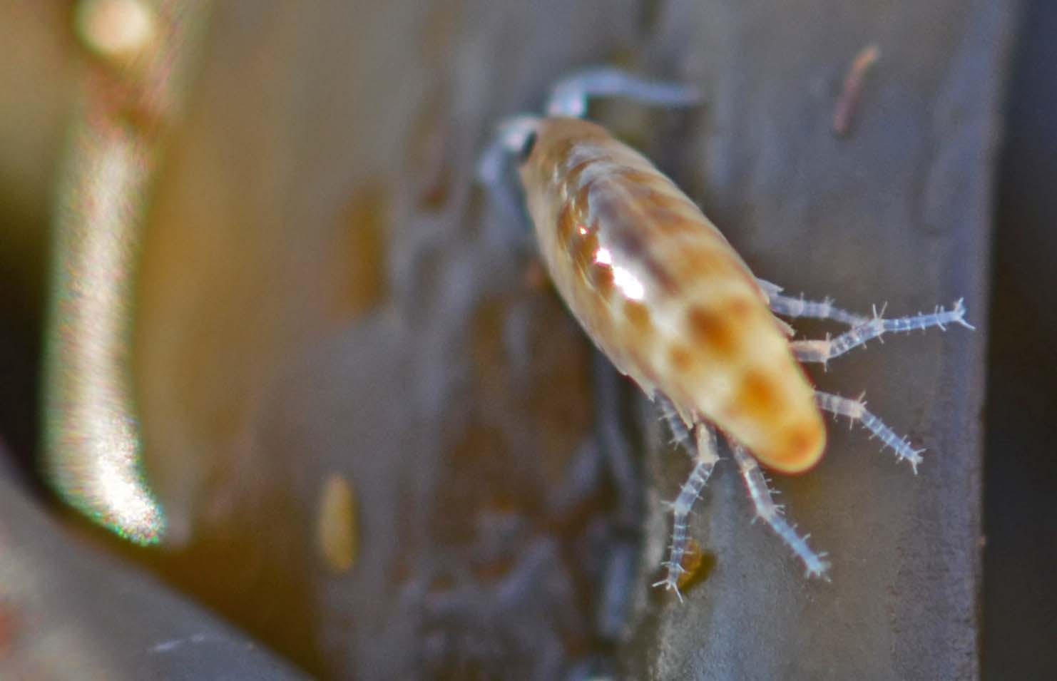 Puce de mer (Talitrus saltator)