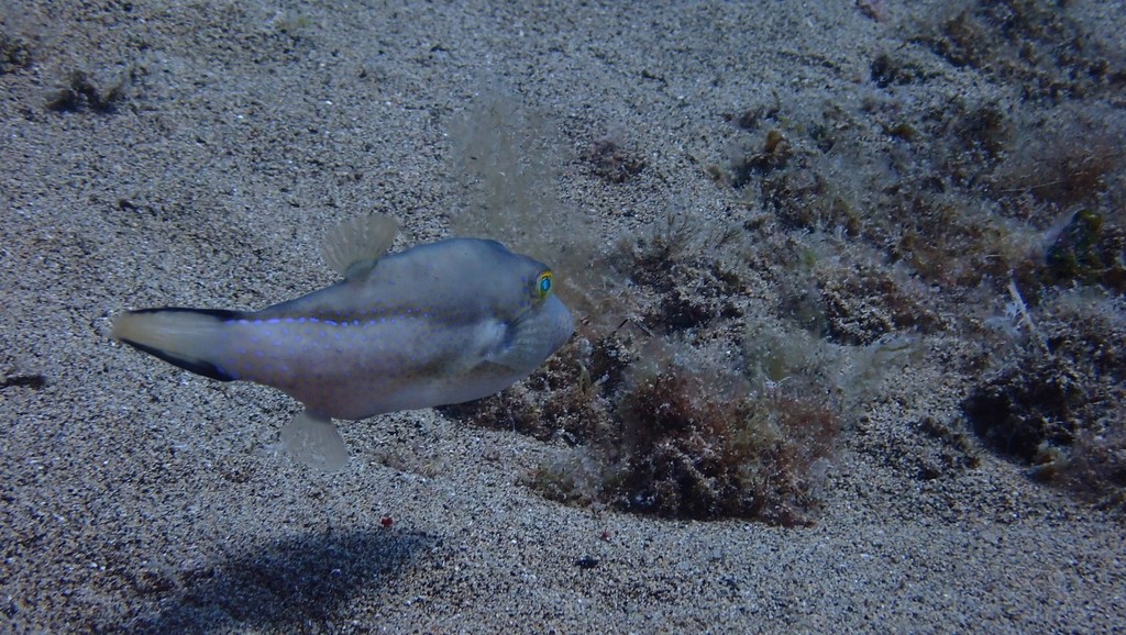 Sharpnose puffer (Canthigaster capistrata)