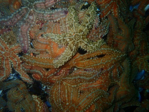 Spiny sea star (Marthasterias africana)