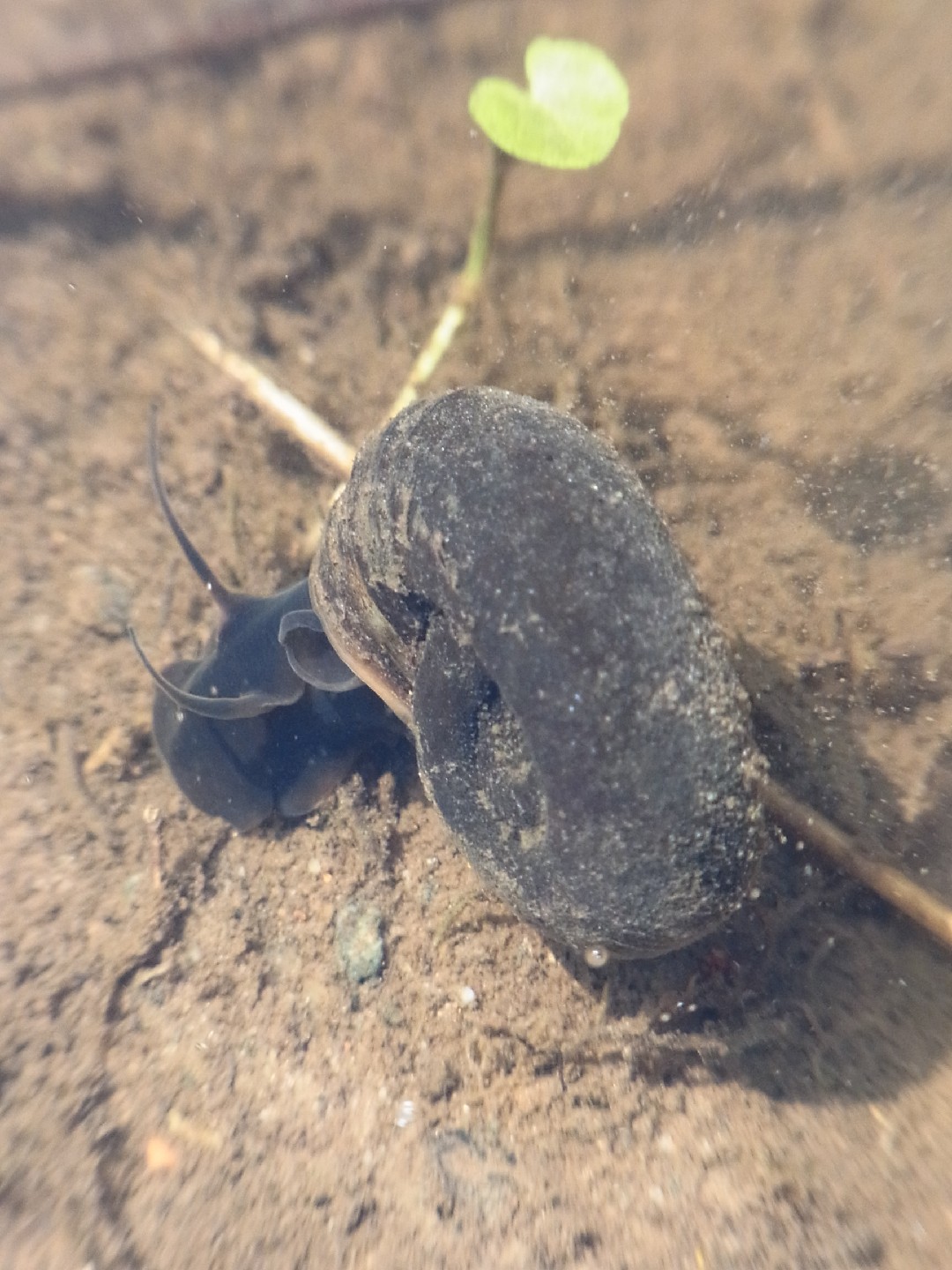 Planorbe des étangs (Planorbarius corneus)