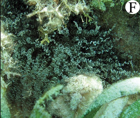 Ringed anemone (Bartholomea annulata)