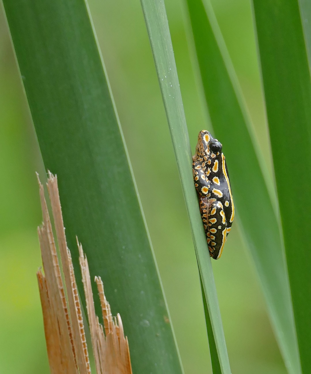 Marbled reed frog (Hyperolius marmoratus)