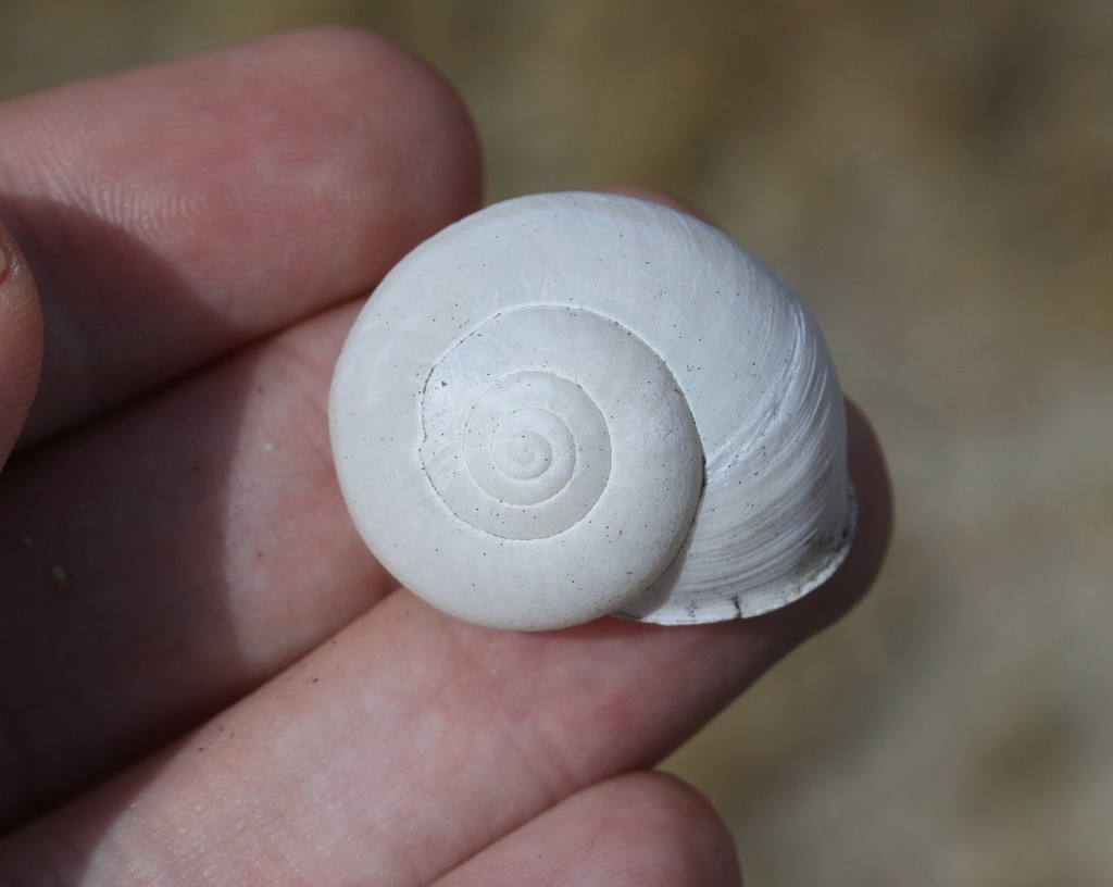 Shoulderband snails (Helminthoglypta)