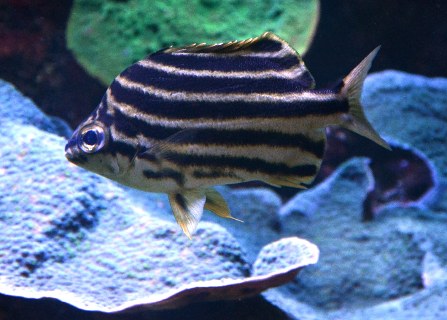 Nagasakifisch (Microcanthus strigatus)