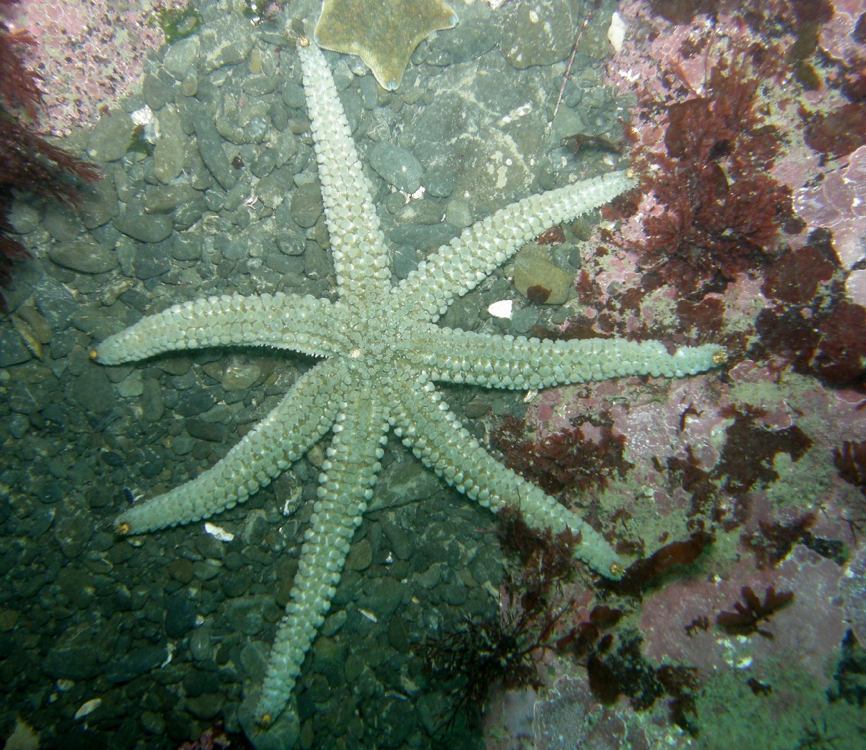 Seven-armed starfish (Astrostole scabra)