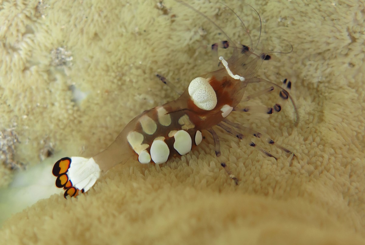 Crevette queue de paon (Periclimenes brevicarpalis)
