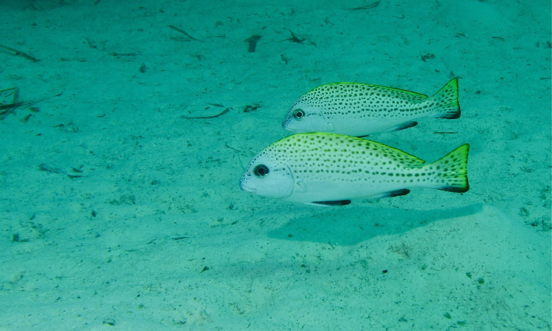 Poisson grosse bouche (Diagramma pictum)