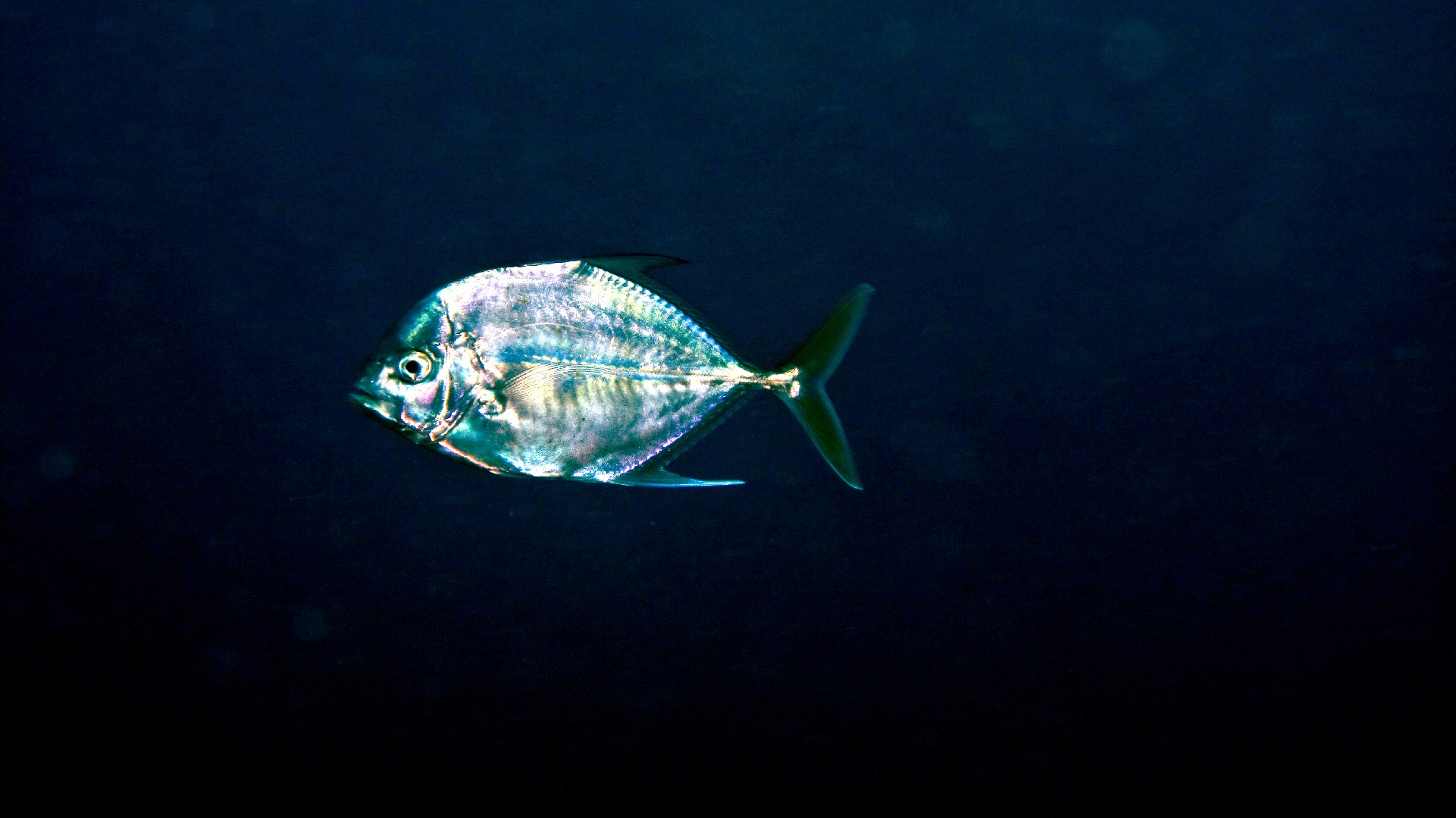 African pompano (Alectis ciliaris)