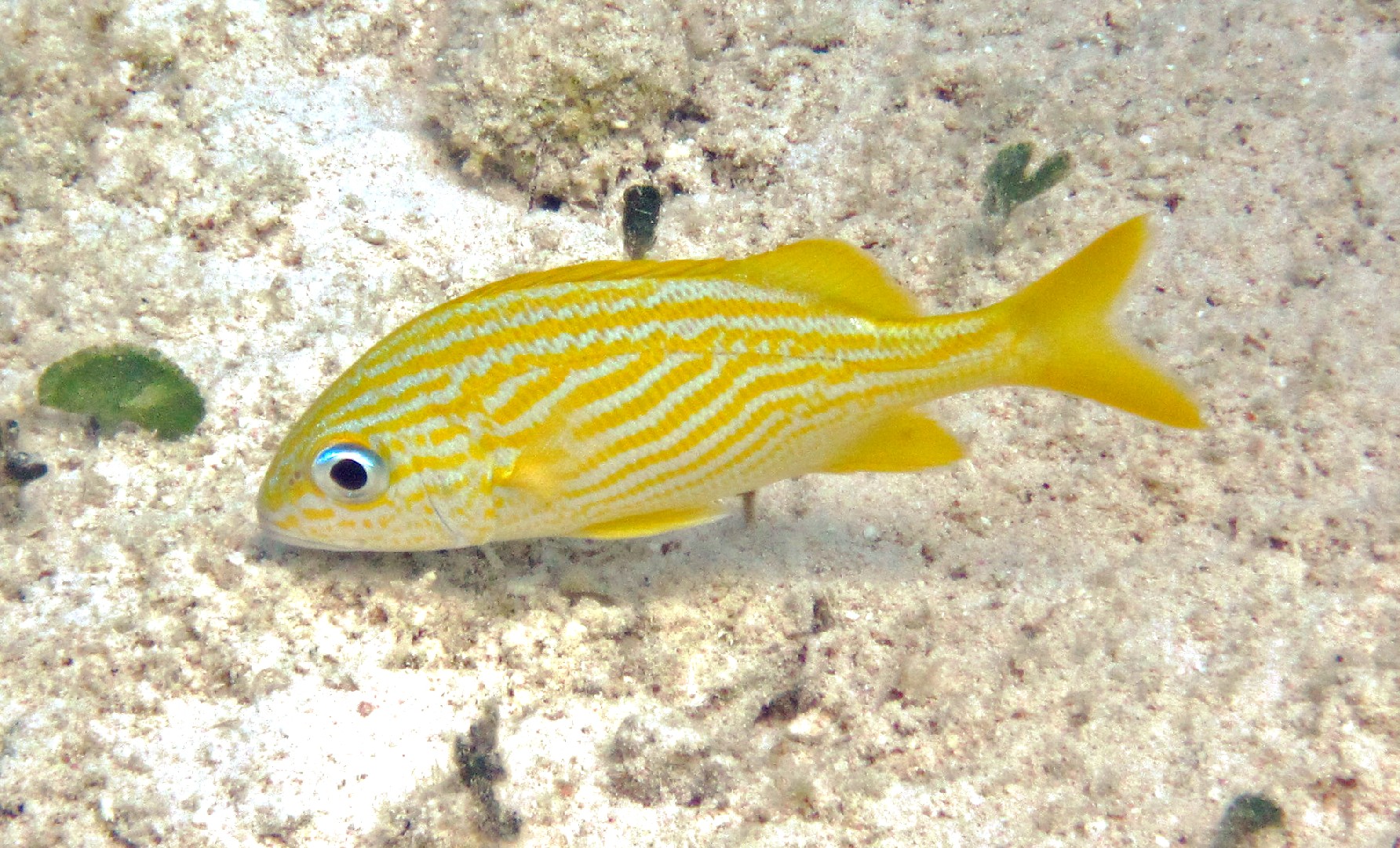 Roncos y burros (Haemulon) - Picture Fish