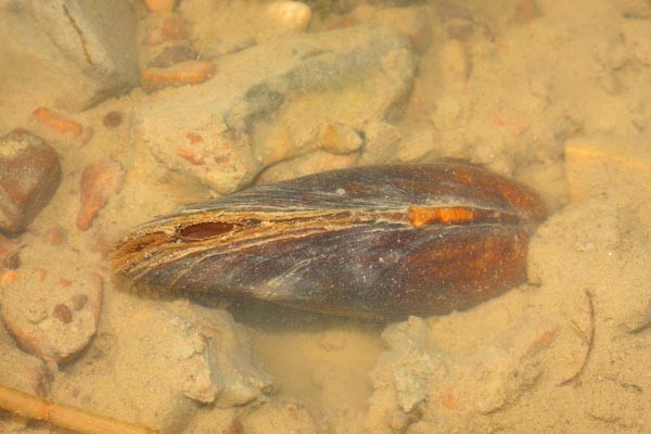 Flussmuscheln (Unio)