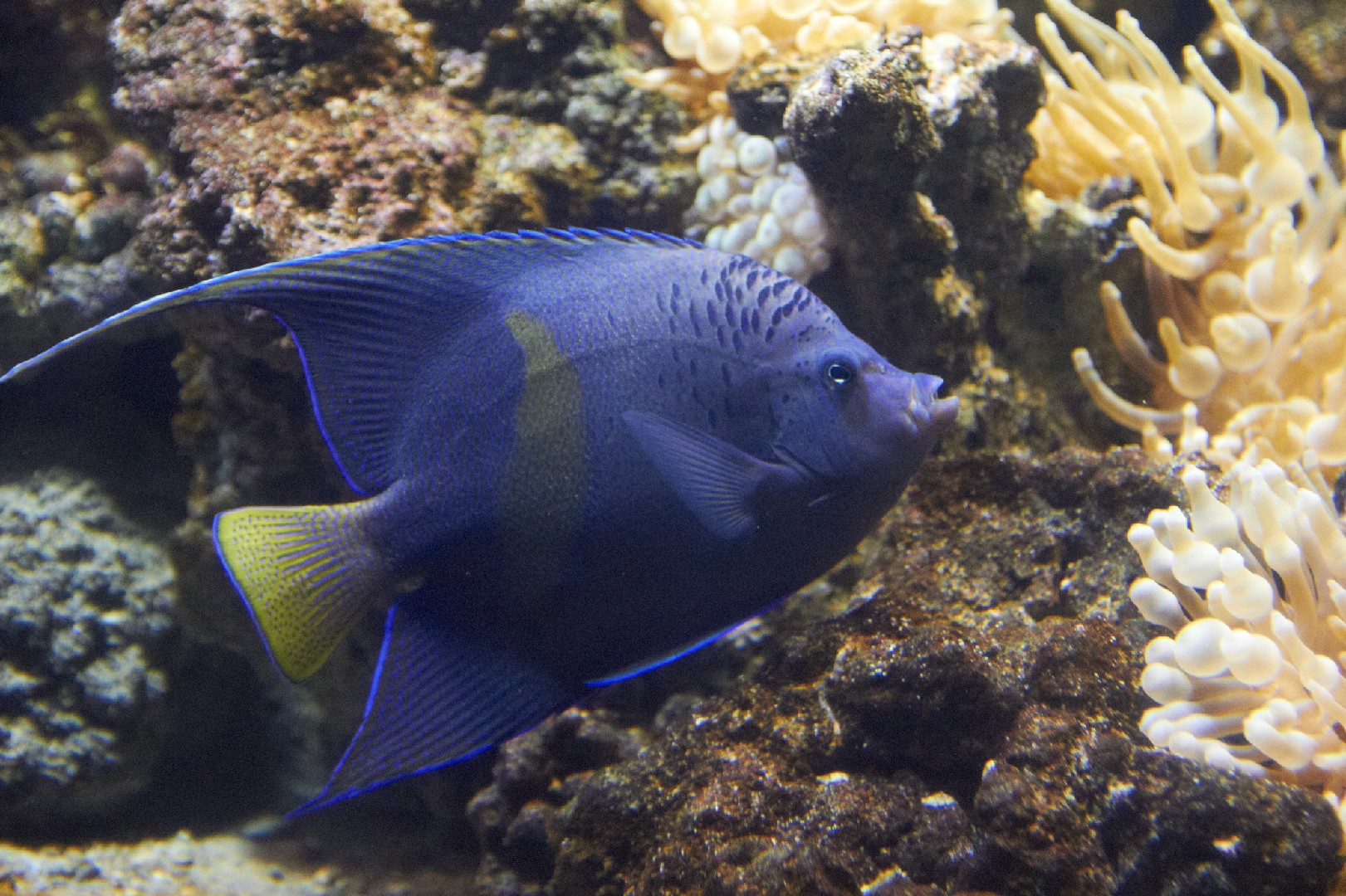 Poisson-ange à croissant (Pomacanthus maculosus)