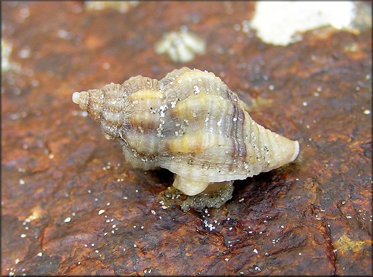 Urosalpinx cinerea (Urosalpinx cinerea)